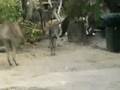 videos de Kangaroos in Oz