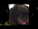 Good Dog Rescue\