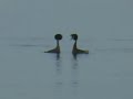 Dancing Grebes
