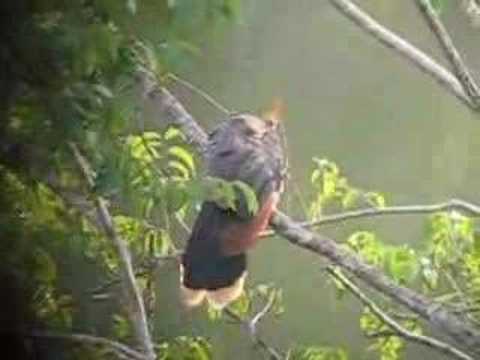 Hoatzin