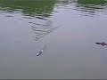 All new to RC Battleship,most of them are in small scale(about 30 cm),but is a good start