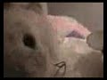 Bunny Gets Fired