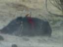 Wild Hog Hunting...hardcore Dirtnap