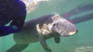 Manatees in Paradise!