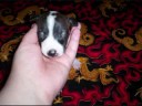 Italian Greyhound if i could be like that