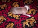 Italian Greyhound if i could be like that
