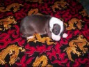 Italian Greyhound if i could be like that