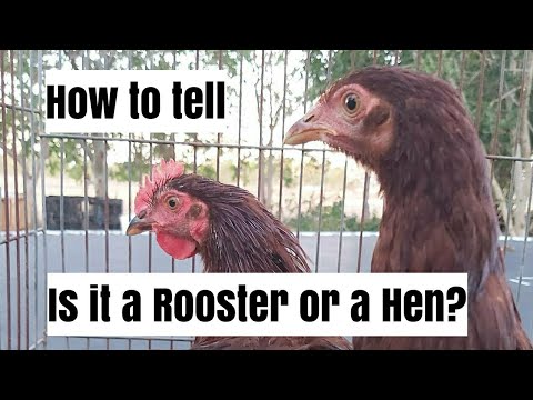 How To Tell A Rooster From A Hen (Is it a Boy or a Girl?) - The