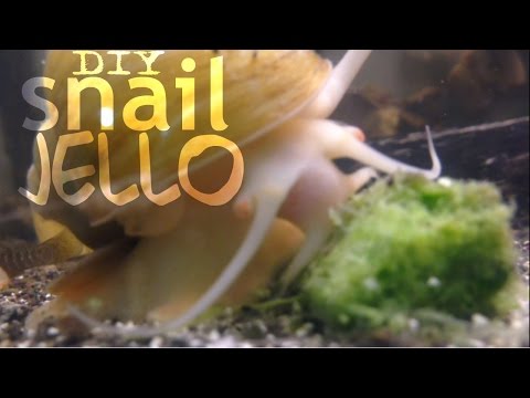 how to provide calcium for snails