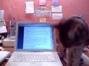 Sparkle the Office Supervisor