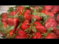 Strawberry Recipes