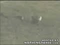 Psycho Rabbit Messes with a Snake