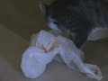 ronnie playing