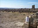volubilis volubilis