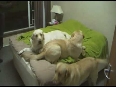 labradors - Dogs sharing the house on the farm. Interestingly enough dogs can work out a way to share limited space. Humans find that difficult and some humans want more...