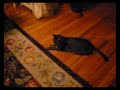 my crazy kitties my crazy kitties