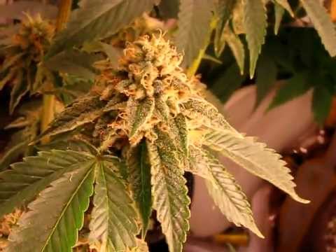 sour desil weed
