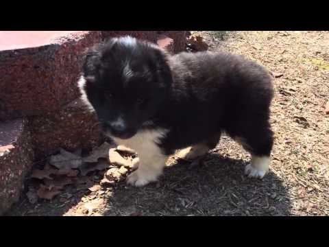 AKC Callis bi black male. One eye blue. Very pretty