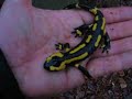 Feuersalamander Saarland (www.reptilien-tom.de.vu)