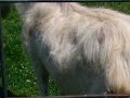 JEBUS THE GOAT LOSING HIS HAIR