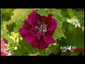 Great Gardens: Tending to Petunias
