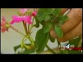 Great Gardens: Tending to Petunias