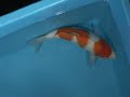 Tategoi-koi nishigoi stock 200051 Tategoi-koi nishigoi stock 200051