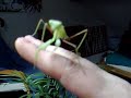 springende Gottesanbeterin Mantis springende Gottesanbeterin Mantis