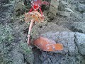 Wheel Horse 312-8 Wheel Horse 312-8