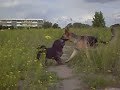 Afera Kamabeda Afera Kamabeda