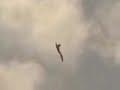 sukhoi hunting my raptor   remastering  