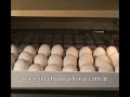 Este es un sistema de volteo automático que INCUBADORAS AVÍCOLAS HORUS, de Argentina , ha incorporado a sus modelos mas pequeños. La empresa fabrica una amplia variedad de incubadoras automáticas, digitales de excelente calidad y con tecnología de punta.