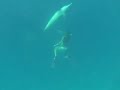 Brads scuba cam, wild dolphins #2 bimini