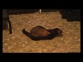 A Polecat Visits
