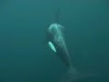 killer whale video killer whale video