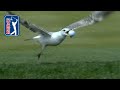 Best bird moments on the PGA TOUR