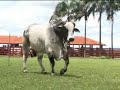 Dragão Dragão