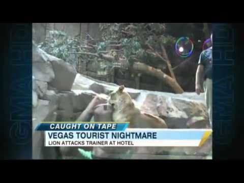 Lion Attacks Trainer at Vegas Hotel