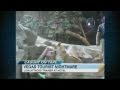 Jack Hanna weighs in on the lion that lunged at its trainer at the MGM Grand.