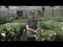 Container Gardening : Plants for Container Gardening