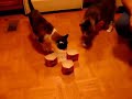 Cats Vs. Krystal Hamburger Boxes