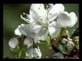 Kainat�n Mayas� Muhabbet SENA� DEM�RC�