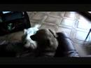 the dogs playing the dogs playing