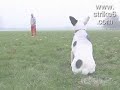 Nooit een Hondje Schoppen