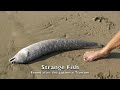 Strange creatures found on beach after Japanese Tsunami