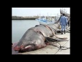 Strange creatures found on beach after Japanese Tsunami