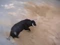 Vall de Uxo toro de la Merced 2007 Vall de Uxo toro de la Merced 2007