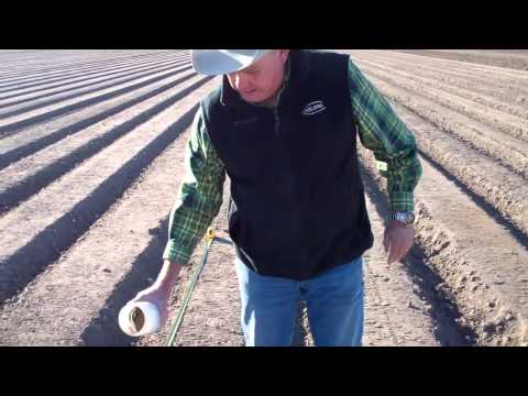 how to fertilize onions organically