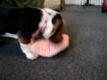 videos de Basset Hound puppy