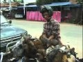 Cambodia Cowboy Chicken Wranglers Very Funny